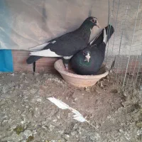 یک جفت سیاه پلنگ