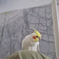 جفت عروس هلندی درجه یک با همه وسایل