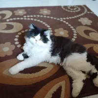 گربهی پرشین|گربه|سبزوار, عظیمیان|دیوار