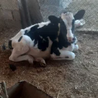 گوساله کور|حیوانات مزرعه|شباب, |دیوار