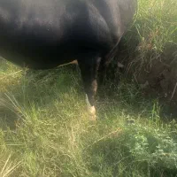 ورزا کوله آث
