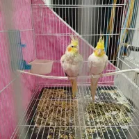 عروس  ها فروشی