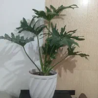 گل و گیاه طبیعی