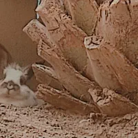 خرگوش خانگی