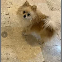 سگ پامر|سگ|تهران, سردارجنگل|دیوار