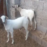 ۲عدد کهر چاق گوشتی به فروش میرسد