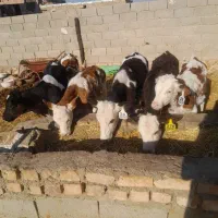 9راس گوساله فروشی|حیوانات مزرعه|طاغنکوه, |دیوار