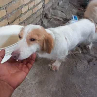 سگ پا کوتا