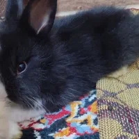 خرگوش لپ پشمالو ناناز|موش و خرگوش|کلاله, |دیوار