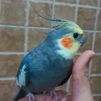 عروس هلندی|پرنده|چاف و چمخاله, |دیوار