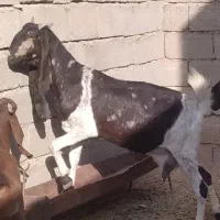 بز پاکستانی ۴راس مهران