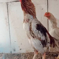 جوجه لاری اوشامو فستیوالی