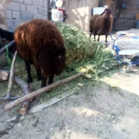 بره قوچ هترو