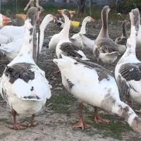 غازهای نر بزرگ|حیوانات مزرعه|سیمین شهر, |دیوار