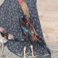 خروس لاری اصیل