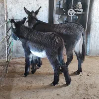 ماده الاغ و کره