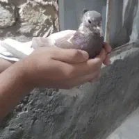 کفتر ماده پاپر آماده برای جفت گیری