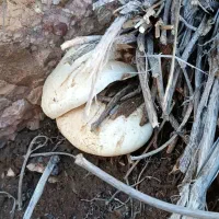 کغارک تازه محلی موجود است