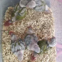 طوطی گرینچیک سرلاکی گتوند