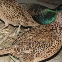 بلدرچین ماده مستونو