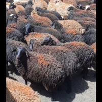 دام با تماس گوسفند کم چرب زنده|حیوانات مزرعه|تهران, یوسف‌آباد|دیوار
