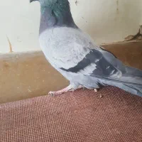 کبوتر سبز|حیوانات|اصفهان, سودان|دیوار