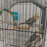 عروس هلندی سخنگو