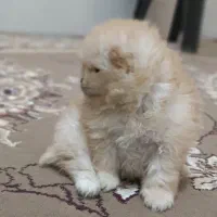 پامر خرسی عروسکی