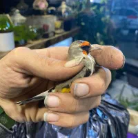 سهره رسمی دهن دار|پرنده|گرگان, |دیوار