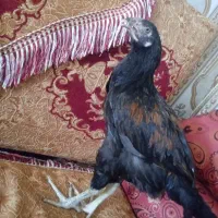 نوچه لاری