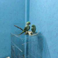 جفت شاه طوطی|پرنده|گلبهار, شهر جدید گلبهار|دیوار