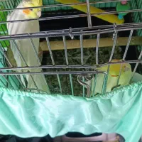 طوطی سانان|پرنده|فردیس, شهرک ناز|دیوار