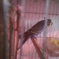 مرغ عشق با جوجه|پرنده|قائم‌شهر, |دیوار