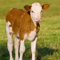 گوساله سیمینتال نر درجه یک