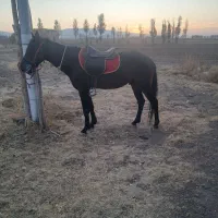 اسب ۳ساله|اسب و تجهیزات اسب‌سواری|مهربان, |دیوار
