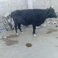 گاو هیکلی خارجی شیری فروش فوری|حیوانات مزرعه|دامن, |دیوار
