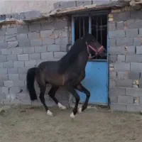 کره اسب کرد ..چهار پنج جلسه سواری شده پر خون|اسب و تجهیزات اسب‌سواری|سمنان, |دیوار