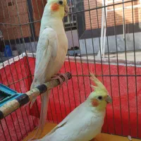 عروس هلندی به شرط تخم گذاری