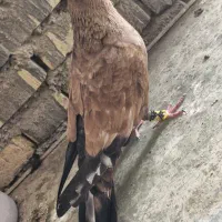 اهواز کوت عبدالله