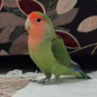 کوتوله برزیلی ۵ رنگ|پرنده|اصفهان, پوریای ولی|دیوار