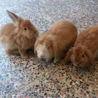 خرگوش لوپ سالم