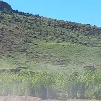 باغبان - کارگر باغ