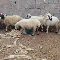 بز میش بره کهره نری قوج نر ماده