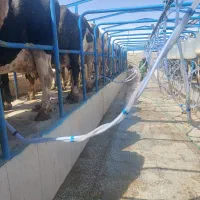 شیردوش گاو صنعتی|ماشین‌آلات صنعتی|اصفهان, شهرک صنعتی امیرکبیر (شاپور جدید)|دیوار