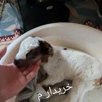 بزغاله کوچیک مم