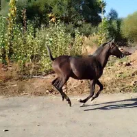 کوره مادیان درجه یک|اسب و تجهیزات اسب‌سواری|سنندج, |دیوار