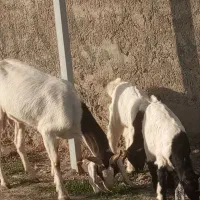 بز بزغاله پاکستانی