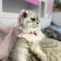 فروش گربه اسکاتیش چشم تیله‌ای