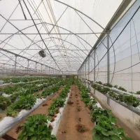 فروش سازه گلخانه صنعتی و مدرن