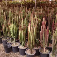 واگذاری 400متر گلخانه